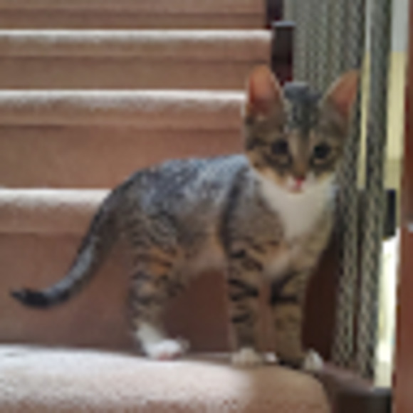 Meet your Posher, Arden - Picture 1 of 1